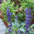 블루세이지 이미지