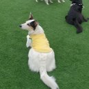 마이댕댕스쿨 이미지