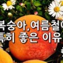 복숭아쉼터 이미지