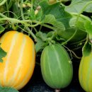 성주농장 이미지