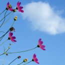 대저생태공원 이미지