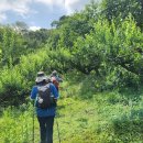 순창토종매실 이미지