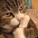 칠리농장 이미지