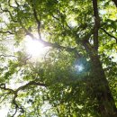 코모레비 이미지