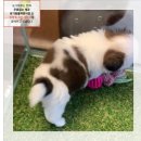 도그루아 이미지