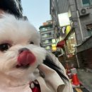 스킨앤이어동물병원 | [다미 병원 리뷰] 송파 스킨앤이어 동물병원_솔직진료후기(내돈내산)