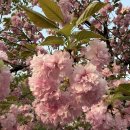 미사경정공원 | 겹벚꽃 명소 하남 미사 경정공원 후기 (주차, 포토존, 피크닉 꿀팁)