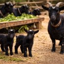 주령축산 | 번식 흑염소 사양관리 육성기 흑염소 사양관리.