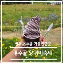 세븐일레븐원주우산제일점 | 원주 5,6월 축제 가볼 만한 곳, 용수골 꽃양귀비 축제 (마지막 날) 후기