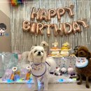 일산애견호텔 강아지 유치원 미용 맘바이 일산점 이미지