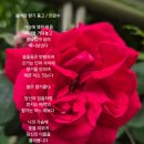 향기 티스토리