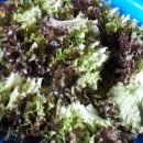 진토베기 이미지