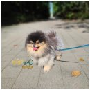 털로덮인친구들 동탄북광장점 이미지