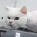 멍냥살롱 이미지