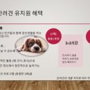 댕댕클라스 이미지