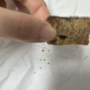 쑤니맘 베이커리 여러맛 후기 모음집🥖🍞🥪🥯🥨