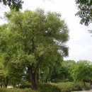 버드나무 이미지