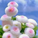 행복나무 이미지