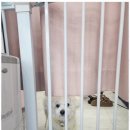 오늘도 예쁘개 이미지