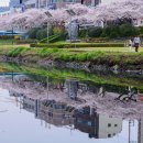 온천천시민공원 영산홍 이미지