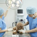 하랑동물의료센터 이미지