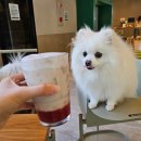 펫존&견생컷 이미지