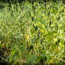 관우농장 이미지