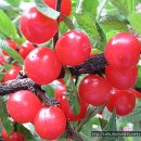 강아지마을2012 이미지