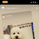 아미고펫 네이버블로그