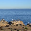 라호야(LA JOLLA) 이미지