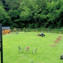 노블라인 도베르만 이미지