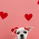 꾸니베어 이미지