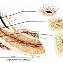 절치의 종단면(longitudinal section of incisor) 이미지