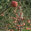 박달재농원 이미지