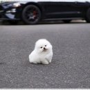 베이비몽 강아지분양 인천청라점 이미지