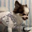 강아지랑 고양이 이미지