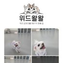 동래유치원 | 동래애견유치원 <위드왈왈컴퍼니> 후기