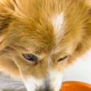 리틀포우 | 사료 거부하던 강아지, 그릇 싹 비웠습니다 — 리틀포우 프로틴업 솔직 후기