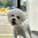 배곧일리오애견미용