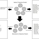 Re: 염증과 감염에서 CRP의 역할과 기전 이미지