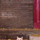 현지네 민박 이미지