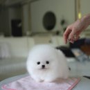 우아퍼피 이미지