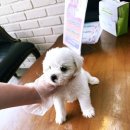 천안 강아지분양 고양이분양 파라다이스펫본점 이미지