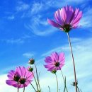 갈바람에 입맞춘 꽃잎 이미지