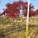 목천농장 이미지