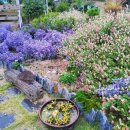 노두길민박 이미지