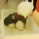 안나 제니 펫샵 이미지