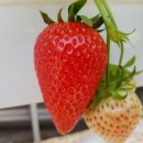 킹스베리 이미지