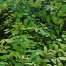 느티나무하우스 이미지