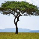 꿈이 자라는 나무 이미지